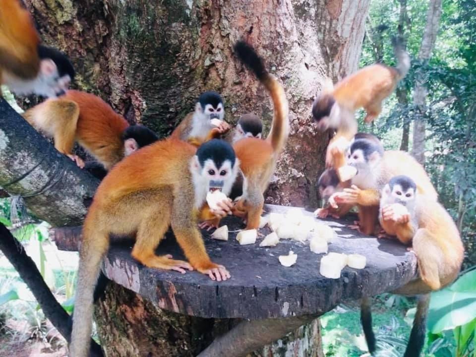 La Purruja Lodge Golfito Ngoại thất bức ảnh
