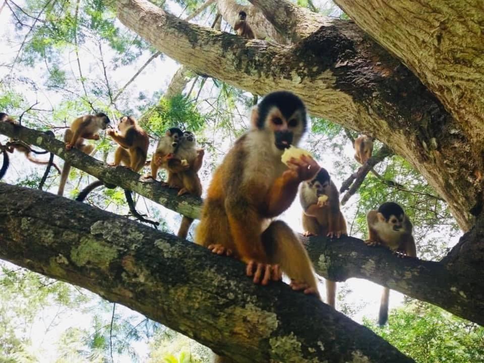 La Purruja Lodge Golfito Ngoại thất bức ảnh