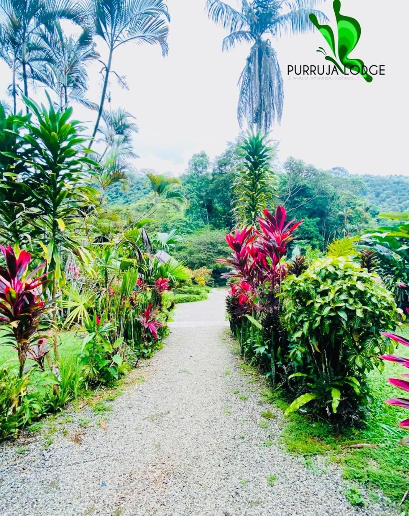 La Purruja Lodge Golfito Ngoại thất bức ảnh