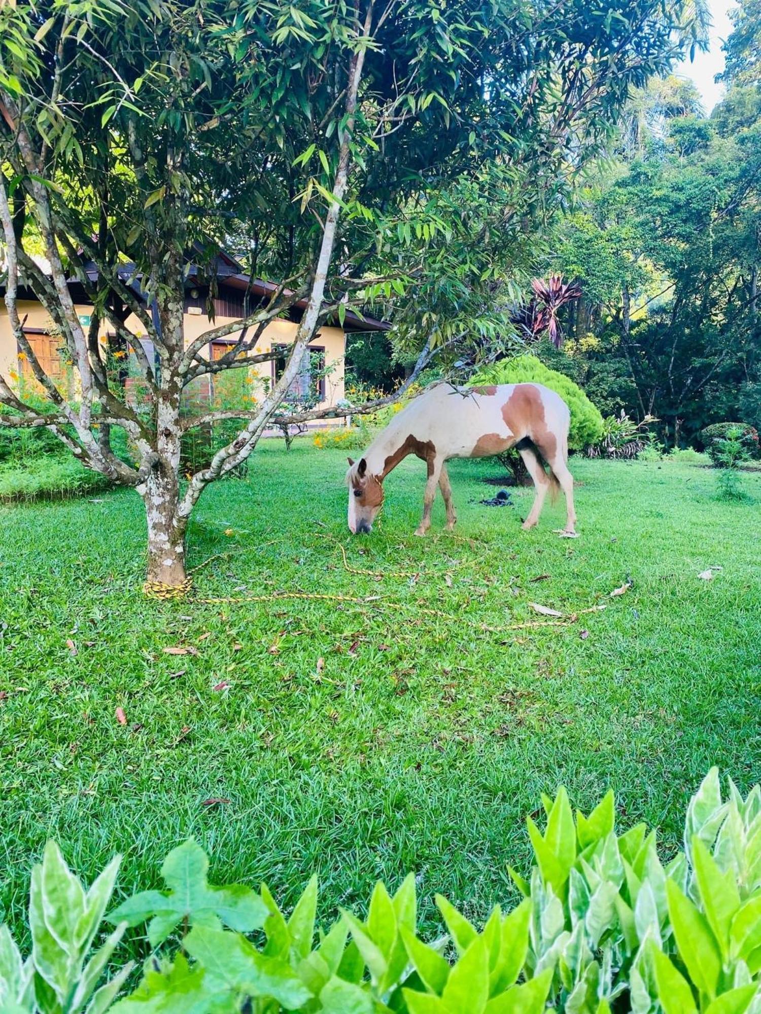 La Purruja Lodge Golfito Ngoại thất bức ảnh