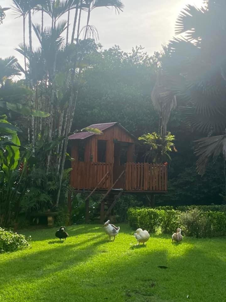 La Purruja Lodge Golfito Ngoại thất bức ảnh